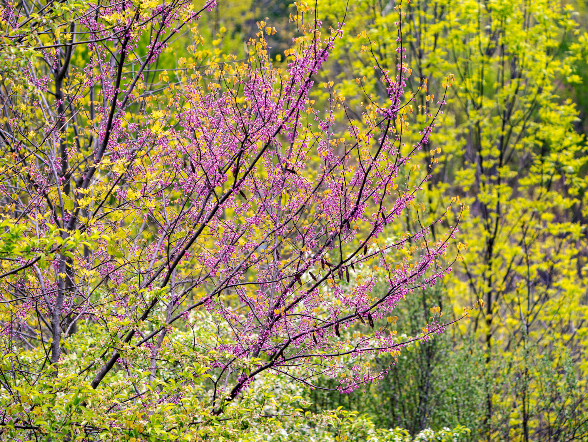 Eastern redbud trees bloom in front of trees with new spring leaves